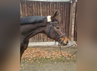 German Sport Horse, Mare, 6 years, 16 hh, Brown