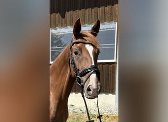 German Sport Horse, Mare, 6 years, 16 hh, Chestnut-Red