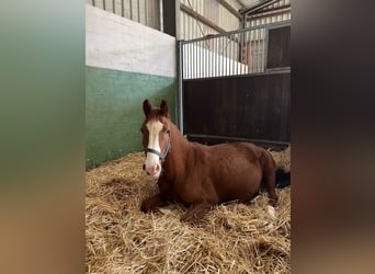 German Sport Horse, Mare, 6 years, 16 hh, Chestnut-Red