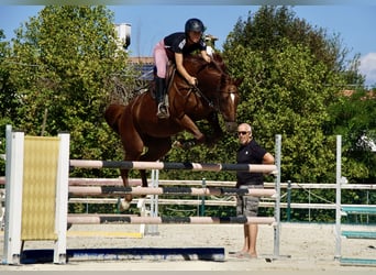 German Sport Horse, Mare, 6 years, 16 hh, Chestnut-Red