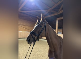 German Sport Horse, Mare, 6 years, 16 hh, Chestnut-Red