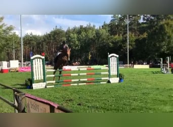 German Sport Horse, Mare, 6 years, 16 hh, Chestnut-Red