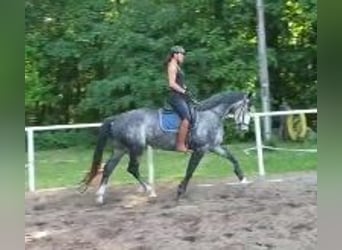 German Sport Horse, Mare, 6 years, 16 hh, Gray