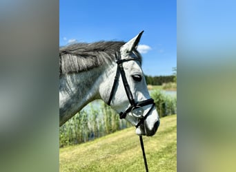 German Sport Horse, Mare, 6 years, 16 hh, Grey