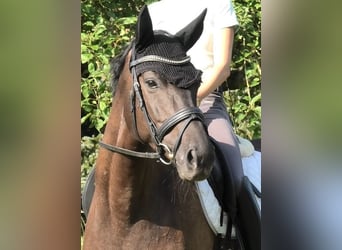 German Sport Horse, Mare, 6 years, 16 hh, Smoky-Black