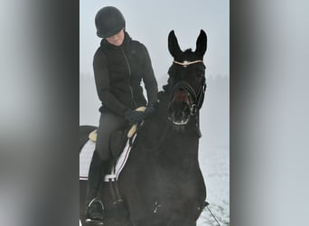 German Sport Horse, Mare, 6 years, 16,1 hh, Bay-Dark