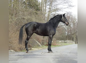 German Sport Horse, Mare, 6 years, 16,1 hh, Bay-Dark