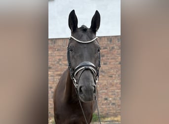German Sport Horse, Mare, 6 years, 16,1 hh, Black