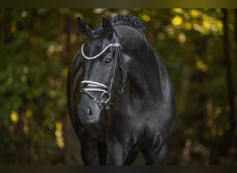 German Sport Horse, Mare, 6 years, 16,1 hh, Black