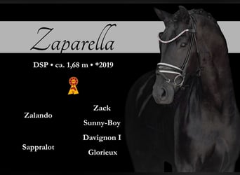 German Sport Horse, Mare, 6 years, 16,1 hh, Black