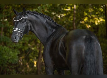 German Sport Horse, Mare, 6 years, 16,1 hh, Black