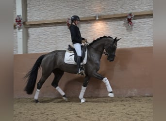 German Sport Horse, Mare, 6 years, 16,1 hh, Black