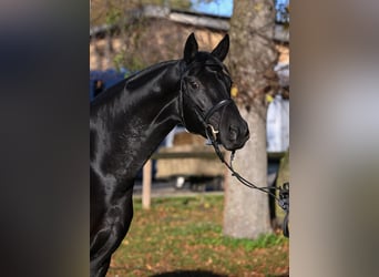 German Sport Horse, Mare, 6 years, 16,1 hh, Black