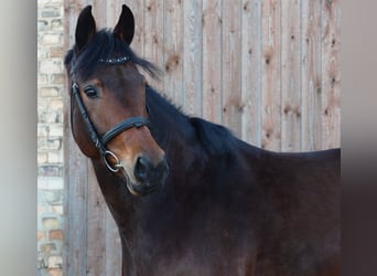 German Sport Horse, Mare, 6 years, 16,1 hh, Brown