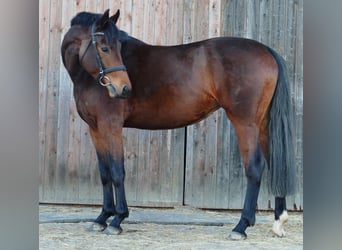 German Sport Horse, Mare, 6 years, 16,1 hh, Brown