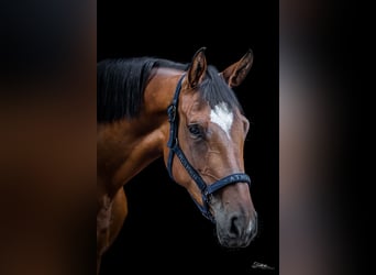 German Sport Horse, Mare, 6 years, 16,1 hh, Brown
