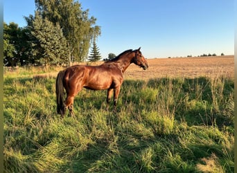 German Sport Horse, Mare, 6 years, 16,1 hh, Brown