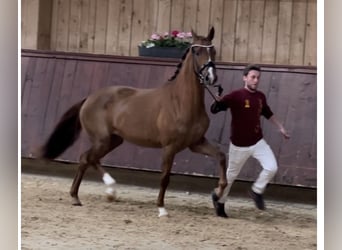 German Sport Horse, Mare, 6 years, 16,1 hh, Chestnut