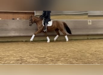 German Sport Horse, Mare, 6 years, 16,1 hh, Chestnut