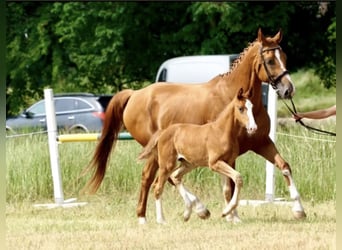 German Sport Horse, Mare, 6 years, 16,1 hh