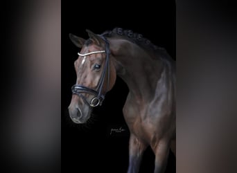 German Sport Horse, Mare, 6 years, 16,2 hh, Bay-Dark