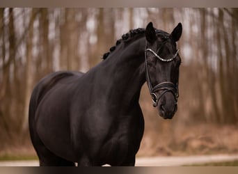 German Sport Horse, Mare, 6 years, 16,2 hh, Black
