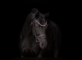 German Sport Horse, Mare, 6 years, 16,2 hh, Black