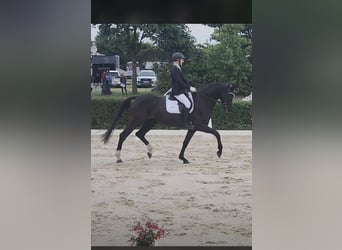 German Sport Horse, Mare, 6 years, 16,2 hh, Black