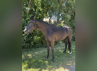 German Sport Horse, Mare, 6 years, 16,2 hh, Black