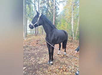 German Sport Horse, Mare, 6 years, 16,2 hh, Black