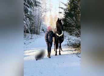German Sport Horse, Mare, 6 years, 16,2 hh, Black