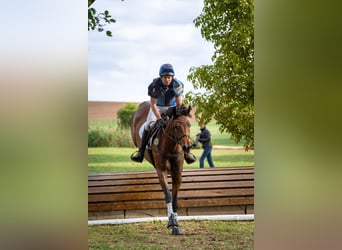 German Sport Horse, Mare, 6 years, 16,2 hh, Brown