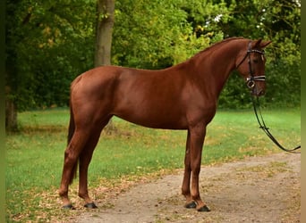 German Sport Horse, Mare, 6 years, 16,3 hh, Chestnut