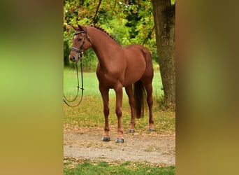 German Sport Horse, Mare, 6 years, 16,3 hh, Chestnut