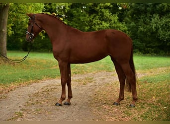 German Sport Horse, Mare, 6 years, 16,3 hh, Chestnut