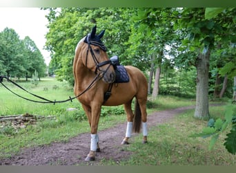 German Sport Horse, Mare, 6 years, 16,3 hh, Palomino