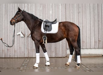 German Sport Horse, Mare, 6 years, 17.1 hh, Bay-Dark
