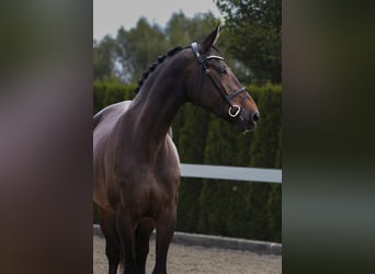 German Sport Horse, Mare, 6 years, 17 hh, Bay-Dark