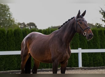 German Sport Horse, Mare, 6 years, 17 hh, Bay-Dark