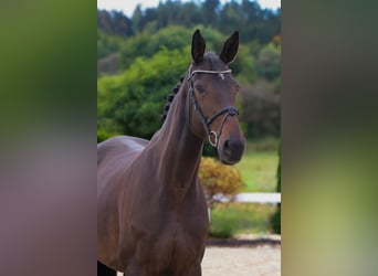 German Sport Horse, Mare, 6 years, 17 hh, Bay-Dark