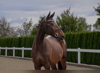 German Sport Horse, Mare, 6 years, 17 hh, Bay-Dark