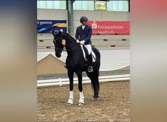 German Sport Horse, Mare, 6 years, 17 hh, Black