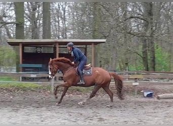 German Sport Horse, Mare, 6 years, 17 hh, Chestnut-Red
