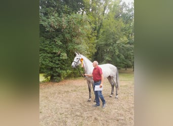 German Sport Horse, Mare, 6 years, 17 hh, Grey