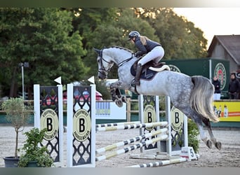 German Sport Horse, Mare, 6 years, 17 hh, Grey
