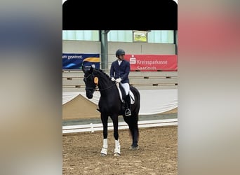 German Sport Horse, Mare, 6 years, 17 hh, Smoky-Black