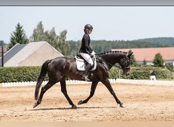 German Sport Horse, Mare, 6 years, 17,1 hh, Black