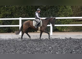 German Sport Horse, Mare, 6 years, Black
