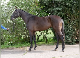 German Sport Horse, Mare, 6 years, Black