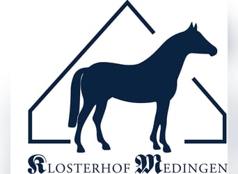 German Sport Horse, Mare, 6 years, Chestnut-Red